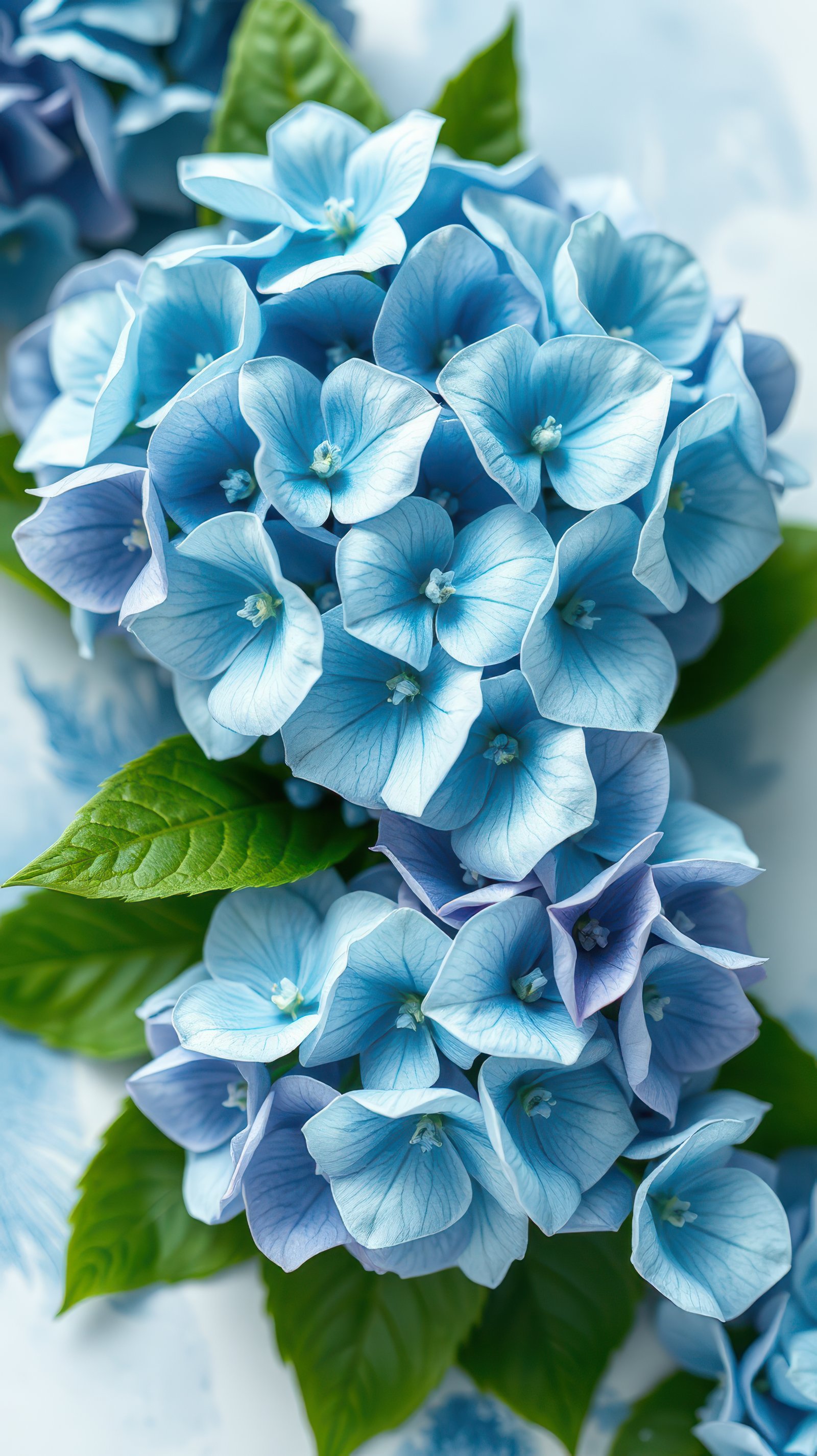 A close-up view of blue hydrangeas with green leaves, captured in a natural setting